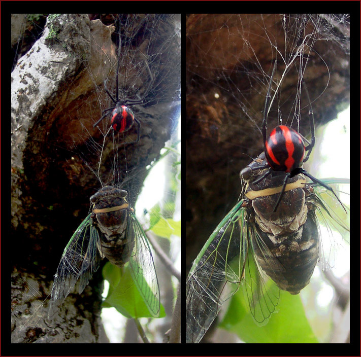 Муха-Цикадуха и Весёлая Вдова Паук цикада Latrodectus widow button spider West Mexico