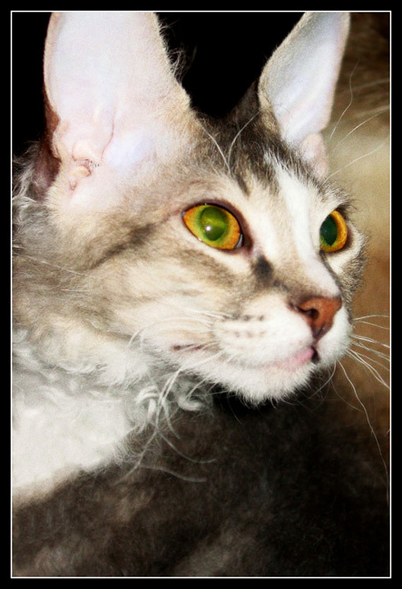 Кот 
