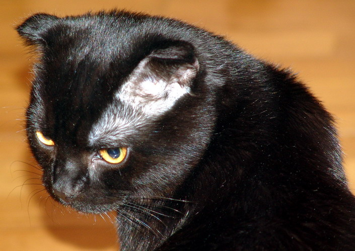 МОЙ КОТ. кот