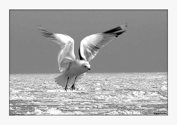 Jonathan Livingston Seagull Одесса Аркадия