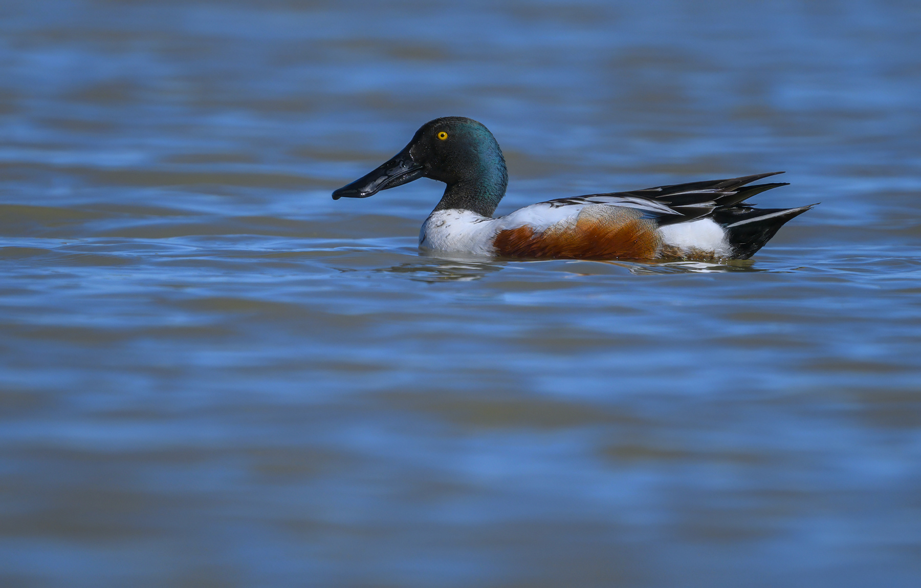 Northern shoveler (m) 