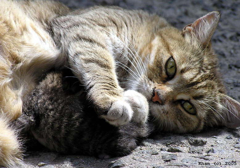 Машка кошка котенок жизнь мама
