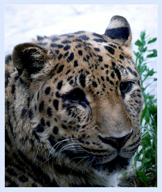 Последний из могикан Амурский,  дальневосточный, леопард, Panthera pardus orientalis