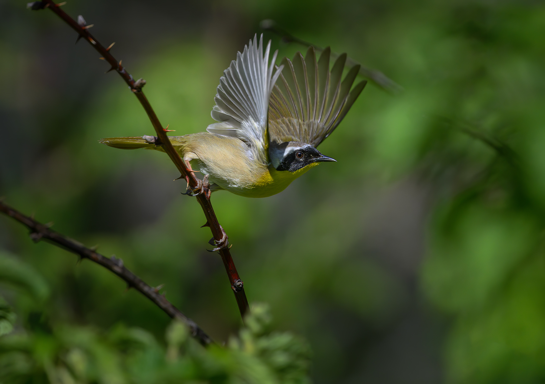 Common yellowthroat (m) 