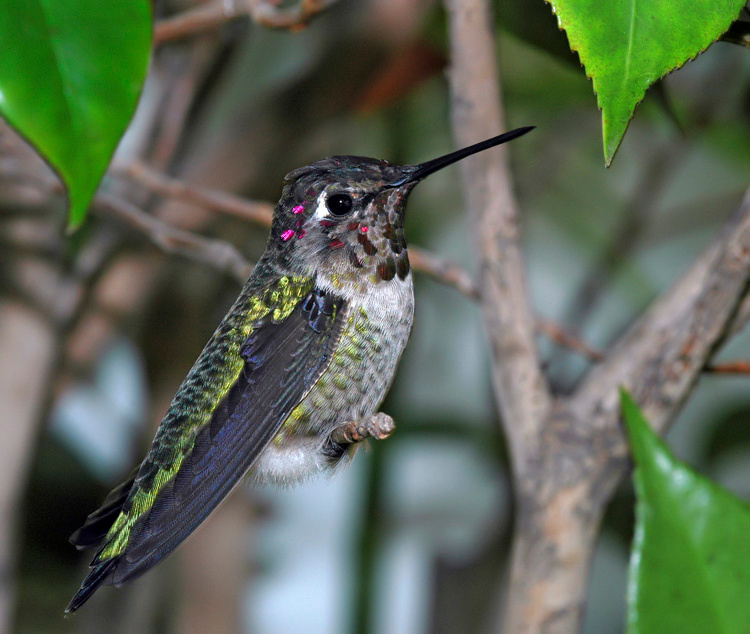 Выдохся Колибри Анны, Calypte anna, Anna’s Hummingbird, Los Angeles, California