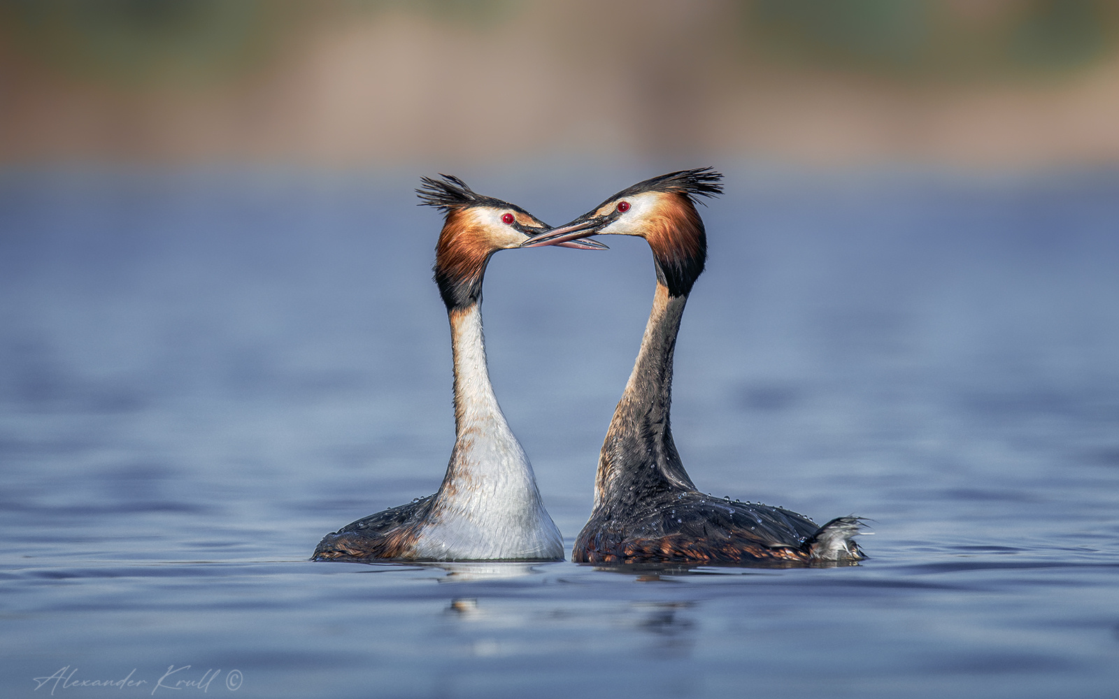 Грация любви чомга поганка большая podiceps cristatus