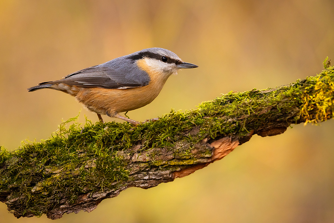 Nuthatch 