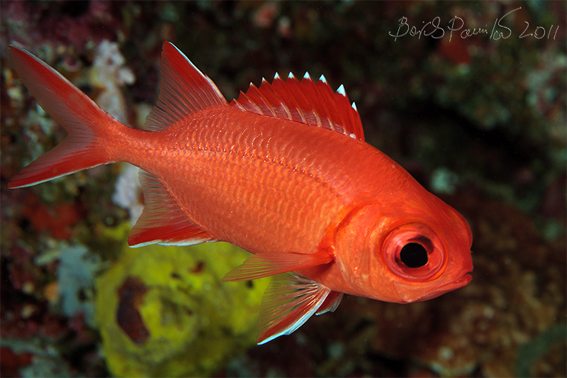 большеглазая рыба-солдат большеглазая рыба-солдат blotch-eye Solder fish Maldives Мальдивы anion