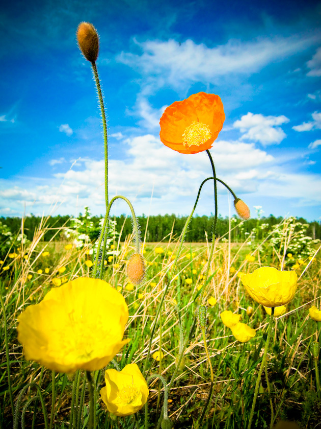 Все желтые, а я один такой неповторимый!  Маки Поле Лето