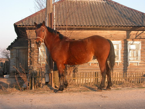 лошадкино утро 