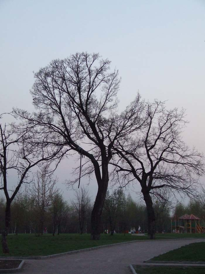 пара парк дерево