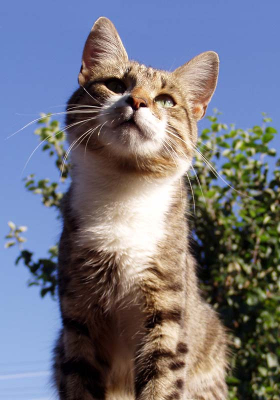 Мечтатель кот день