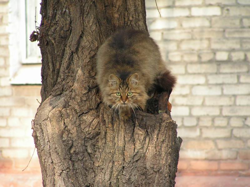 перед прыжком животные коты