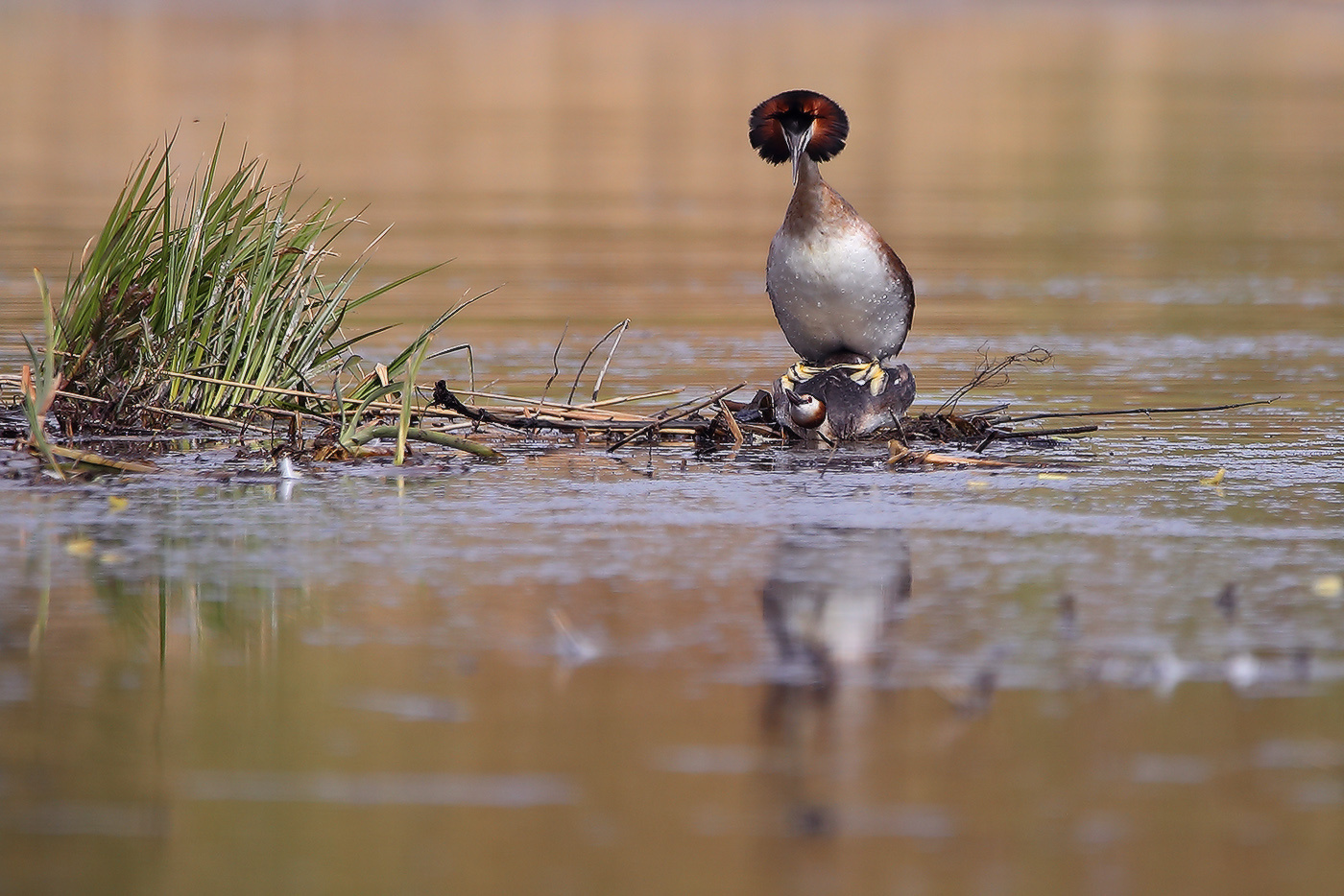 массаж спины чомга большая поганка grebe дружба массаж спины