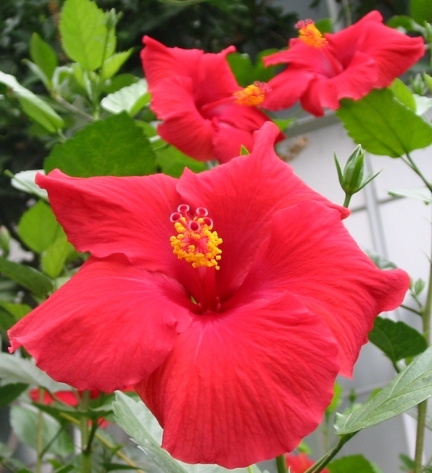 Red cveti