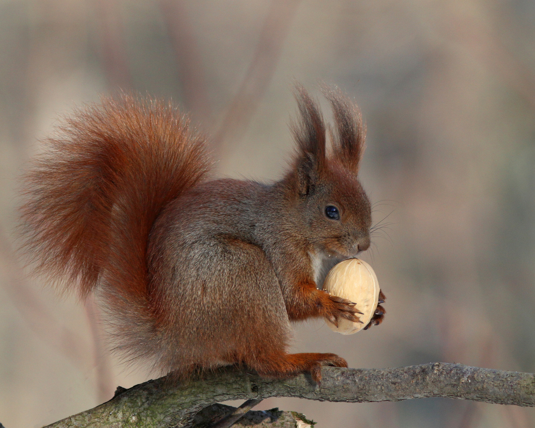 Никому не отдам! Обыкновенная белка Белка Sciurus vulgaris Red squirrel