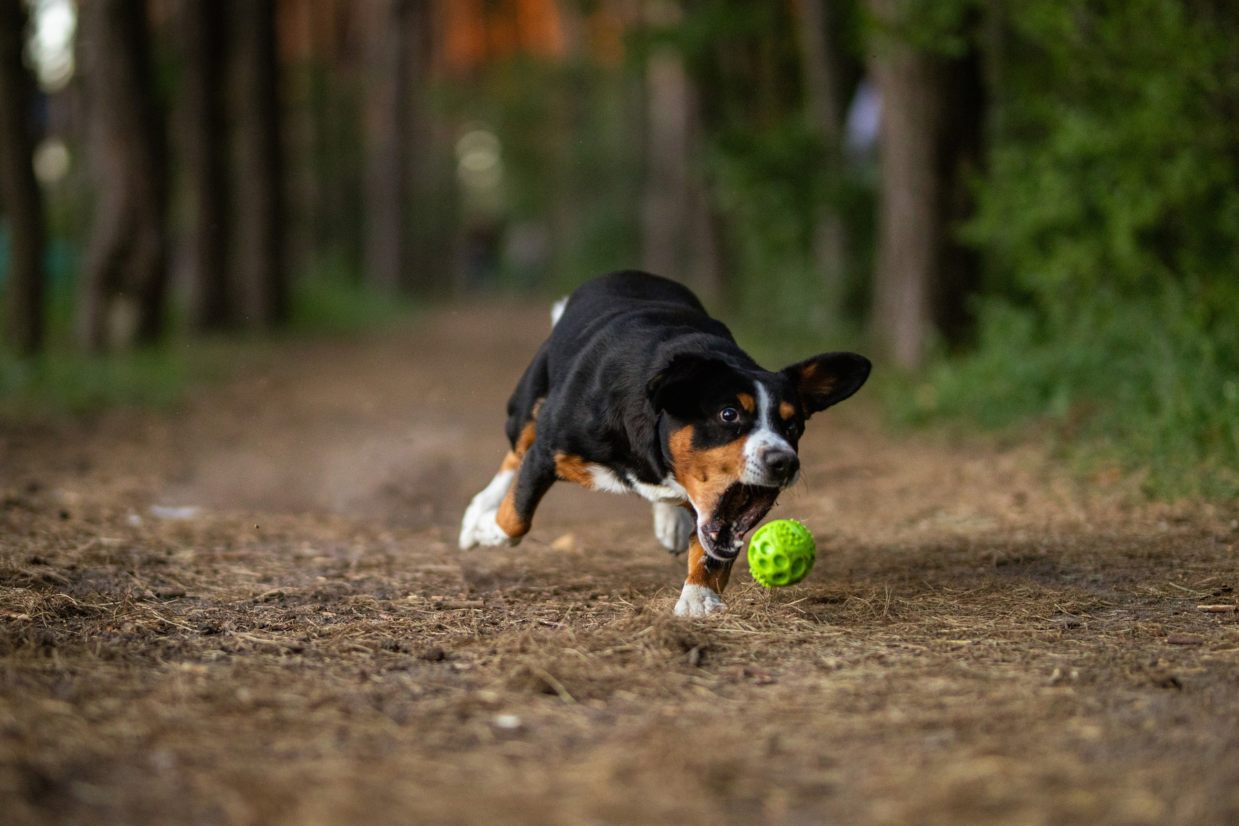Balls in my head... Satoshi (FRESH ENERGY) dog Entlebucher Sennenhund Satoshi FRESH ENERGY