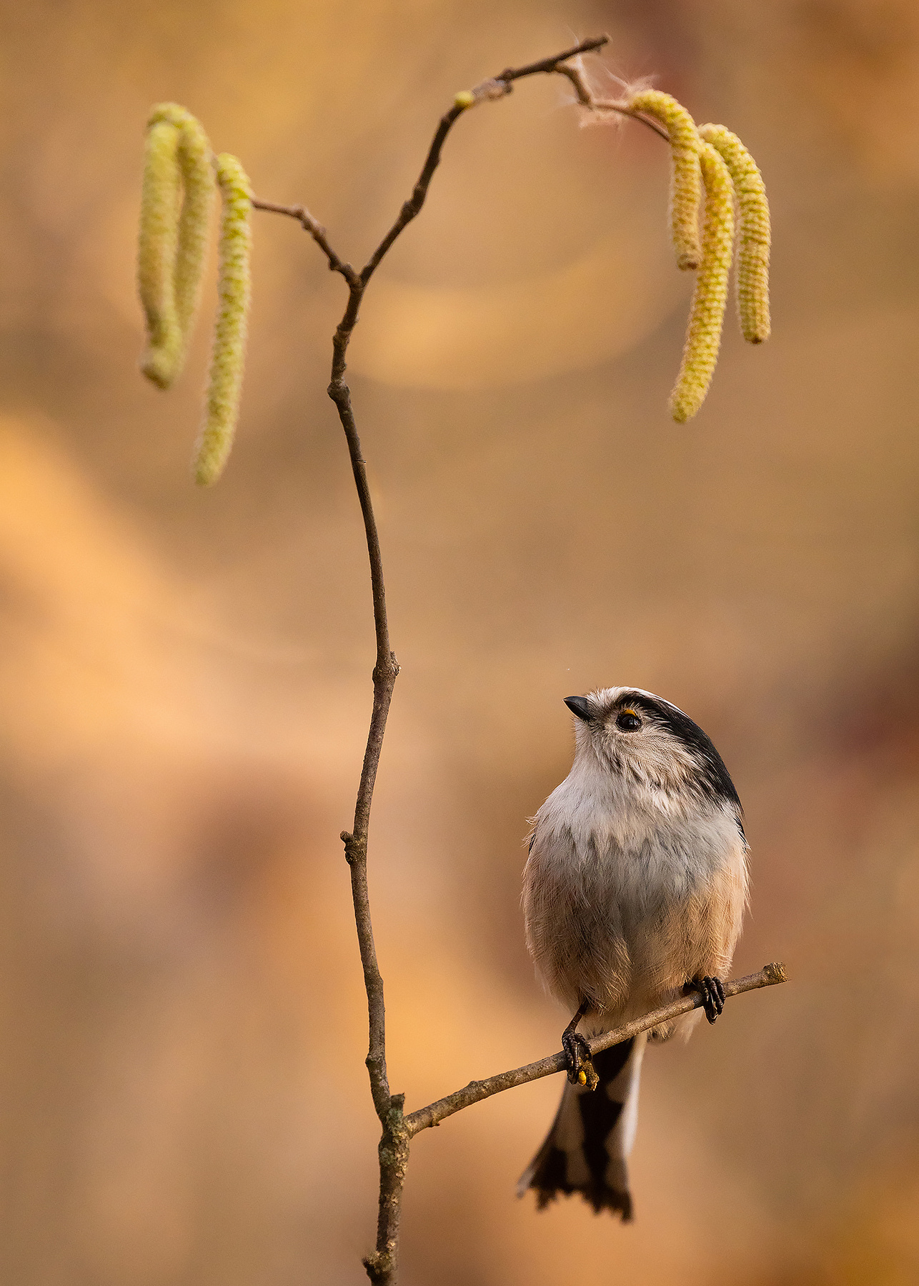 Long-tailed Ti 