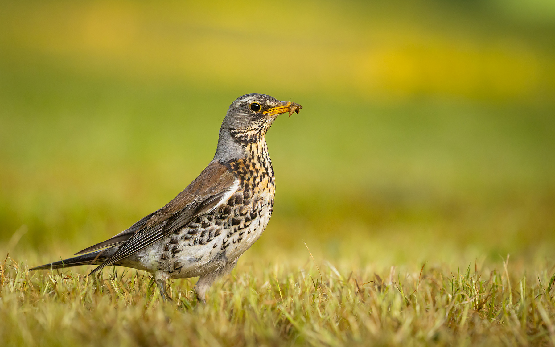 Fieldfare 