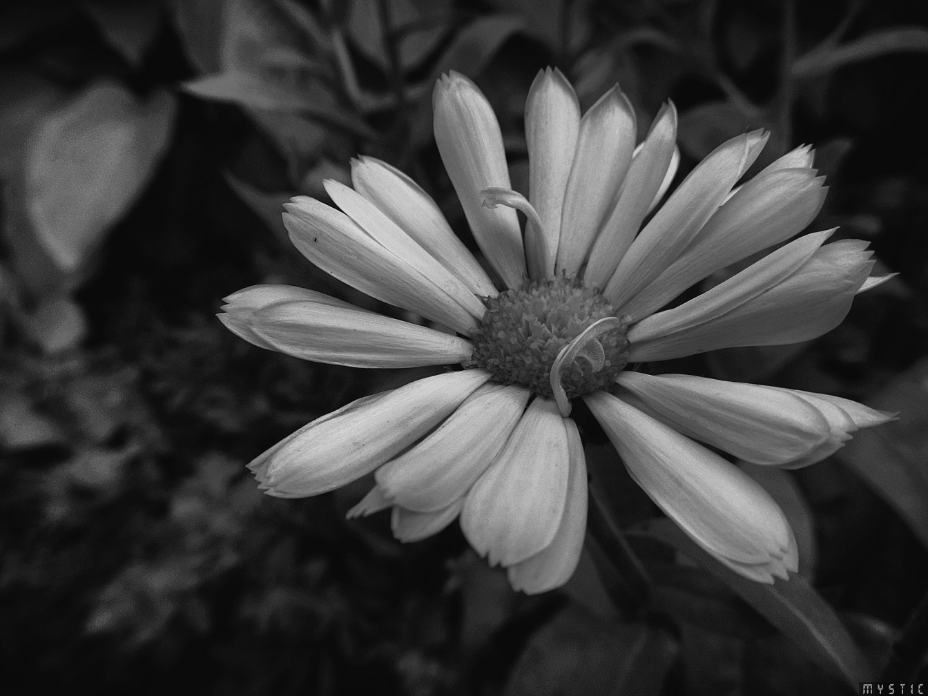 *** flowers flower flowerphotography