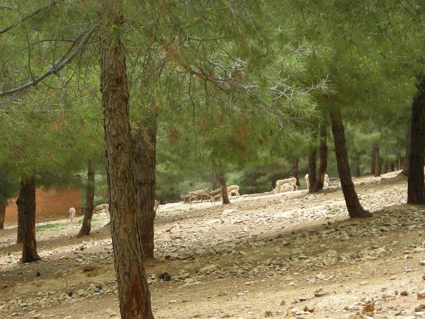 urfa ceylanı 
