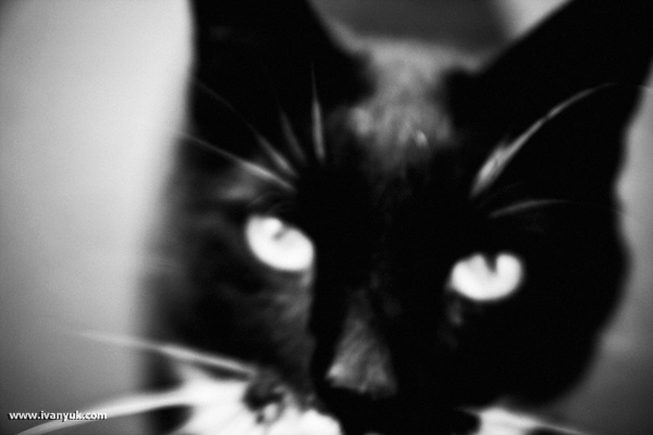 The Cat The Cat