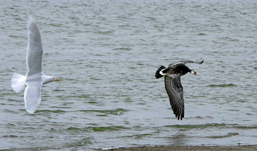 Воздушные битвы Бургомистр, Larus hyperboreus, белощекая казарка, Branta leucopsis, Barnacle Goose, Glaucous Gull, Tobseda, Barents Sea, Arctic