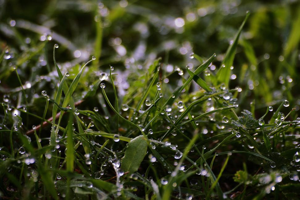 after rain... капли, трава!!!