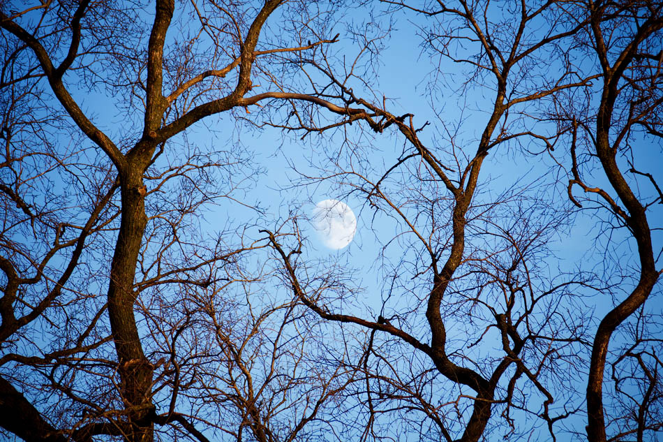 Moon song луна, небо, вечер, деревья