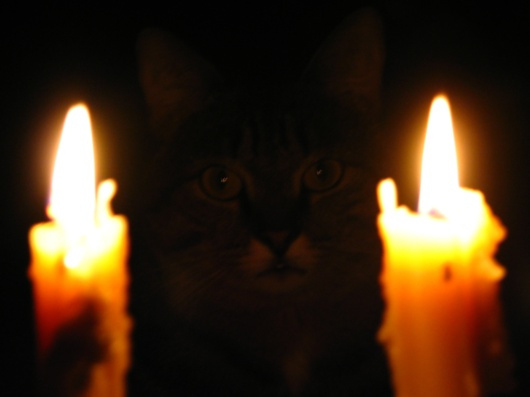 Ночное видение Кот ночь свечи видение