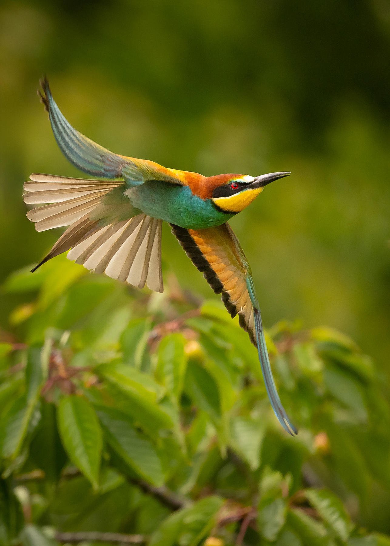 Bee-eater 