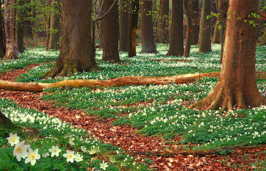 Лес где рождаются сказки о Феях. Blümenwald
