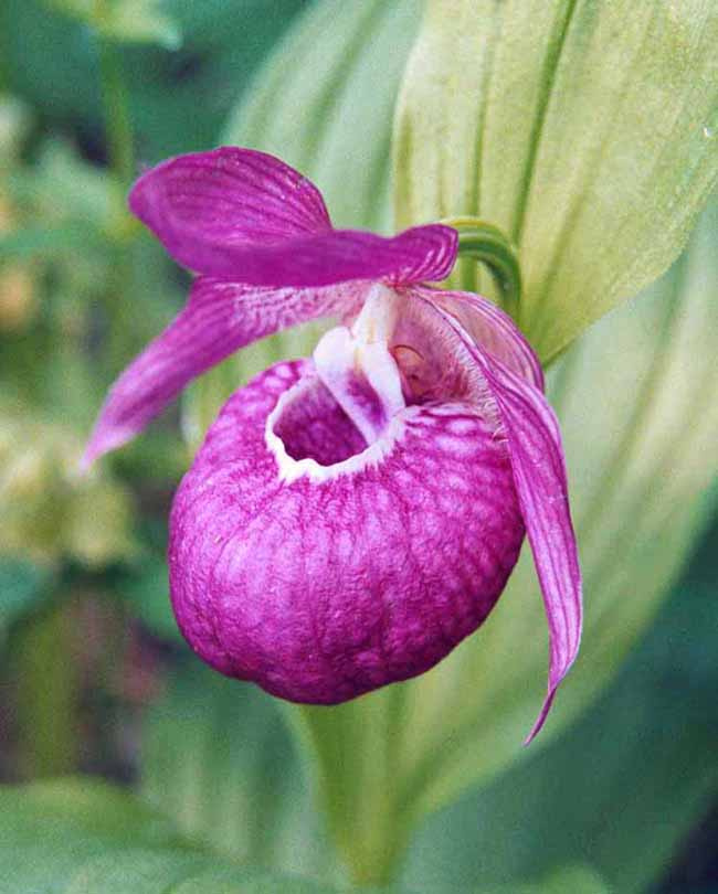 Венерин лапоть Cypripedium macranthon