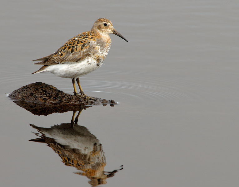 Гляжусь в тебя, как в зеркало Берингийский песочник, Calidris ptilocnemis, Остров Св. Георгия, о-ва Прибылова, Rock Sandpiper, St. George Island, the Pribilofs, Bering Sea, Alaska