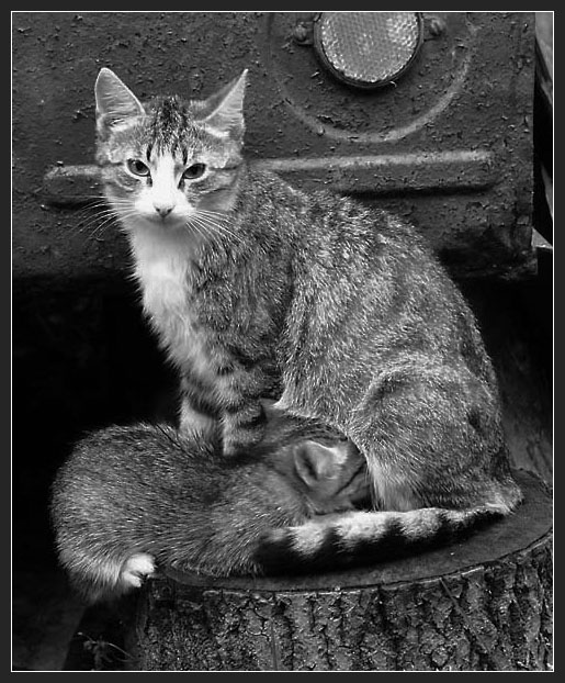 Мать кошка котенок материнство