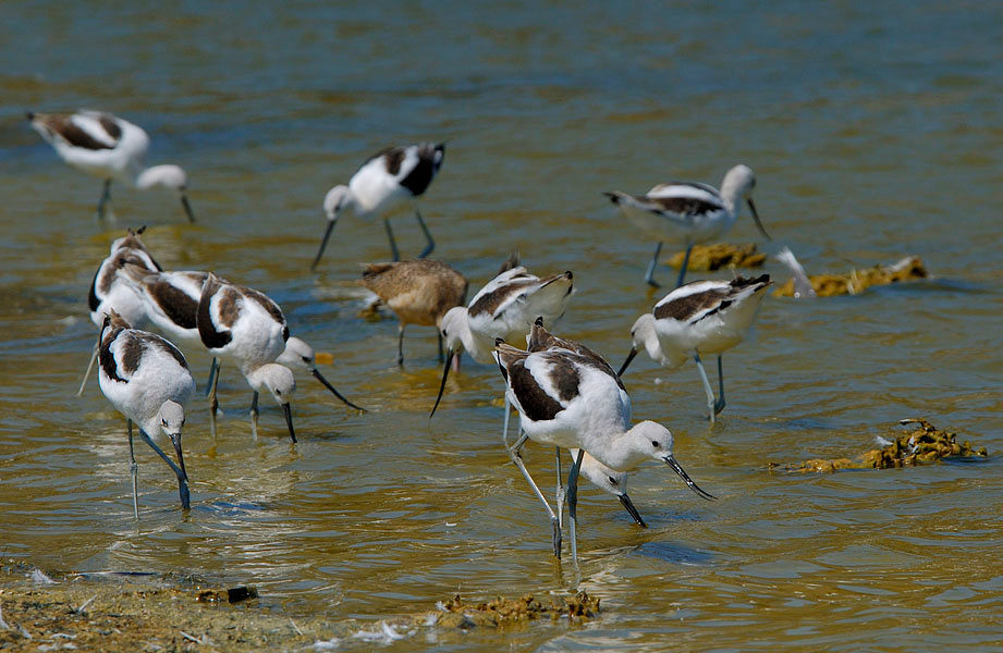 Полдник Американская шилоклювка, Recurvirostra americana, Лагуна Малибу, American Avocet,Malibu Lagoon, California