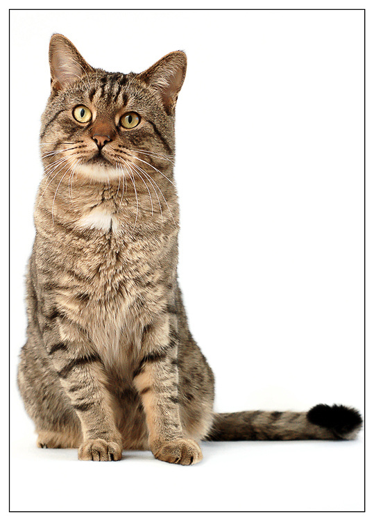 Кот, который любит писать букву \"L\" Кот котофото