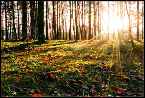 Sun in The Forest sun