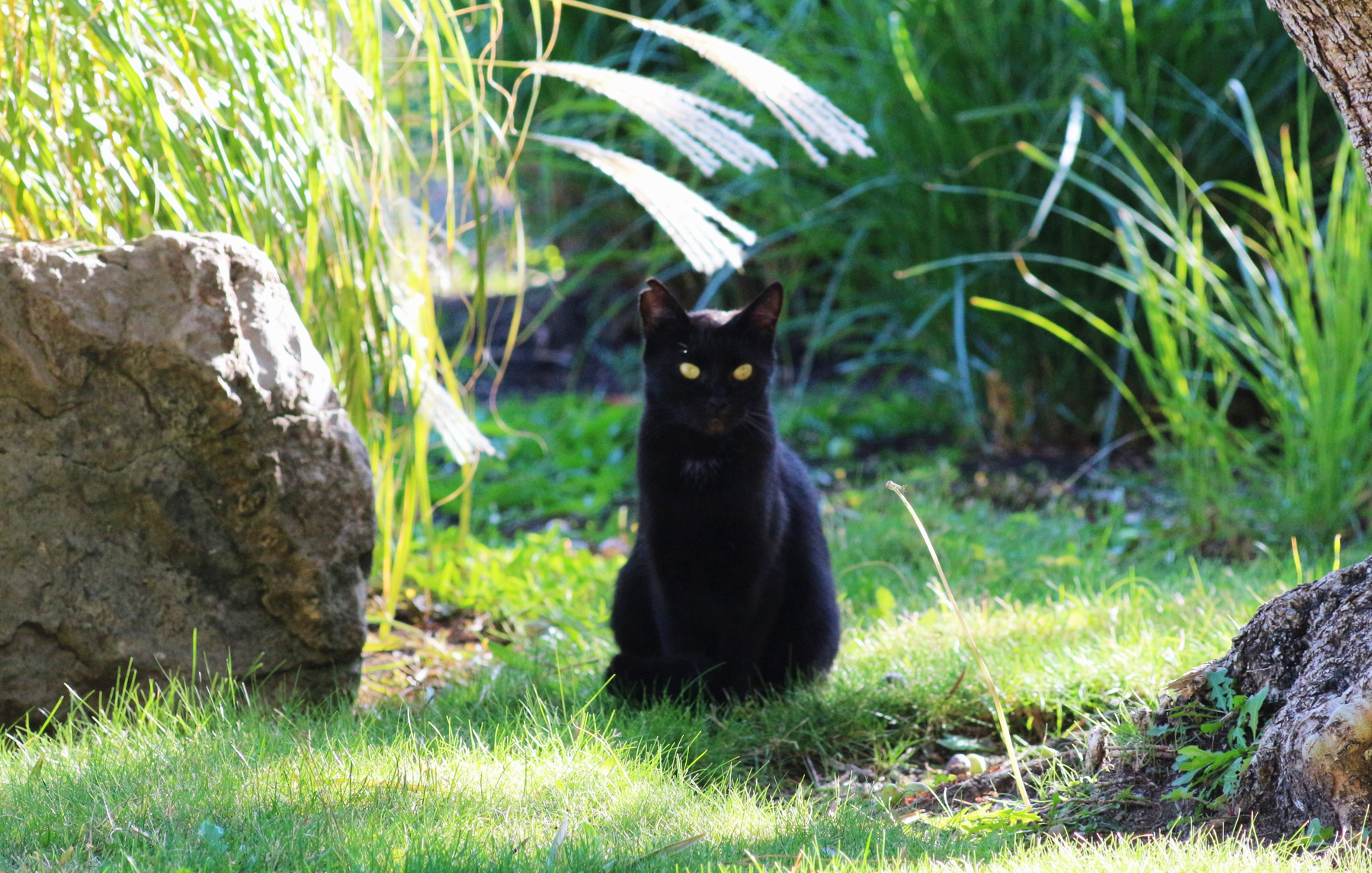 gatto nero di Partenit 