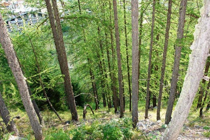 Альпийские горки Альпы, лиственницы