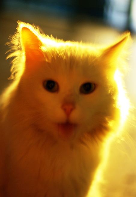 солнечный кот кот