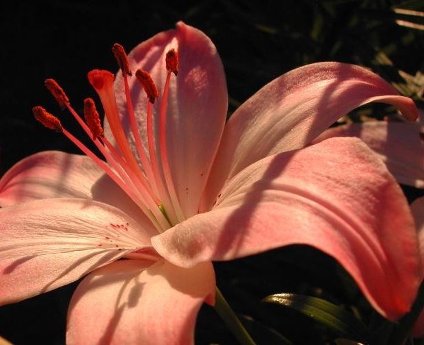 Blume 