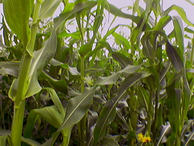 Кукуруза 