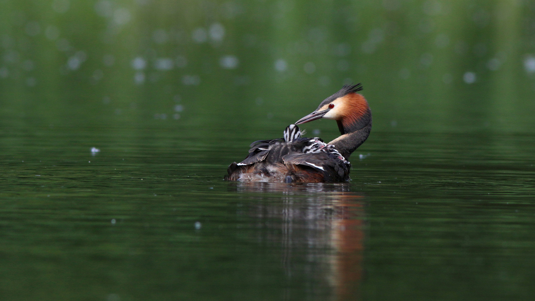 Материнство Чомга Большая поганка Podieps cristatus Great crested grebe