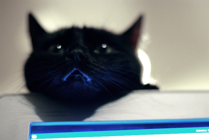 The PREDATOR 