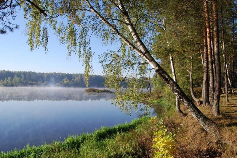 Осеннее утро (классика) Осень утро береза озеро туман