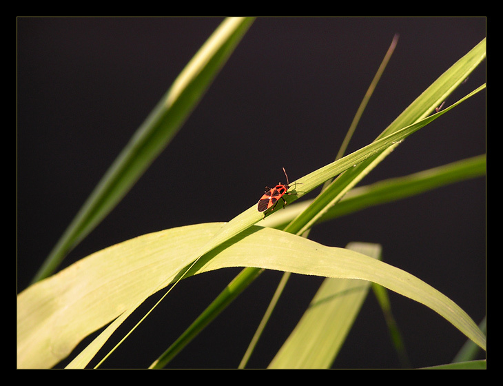 Red beetle 