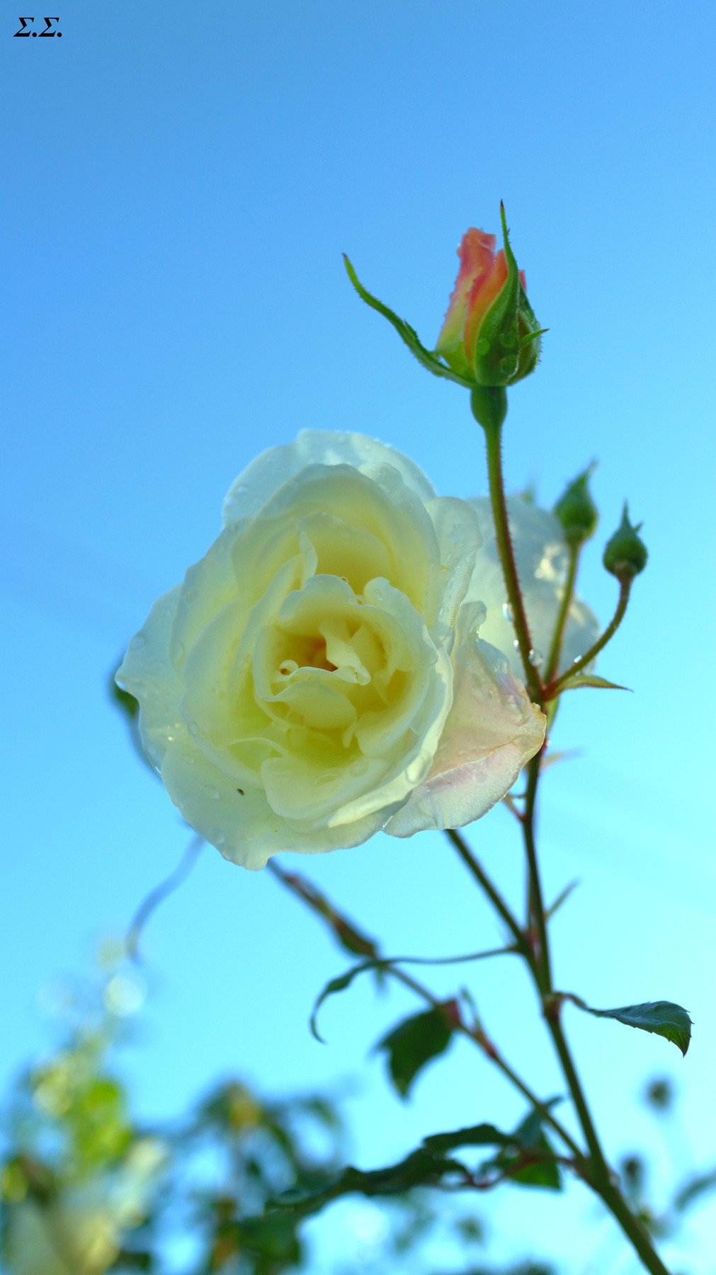 WET WHITE FLOWER 