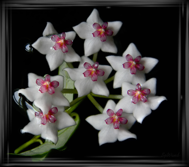Хойя Хойя Hoya Цветы Flowers