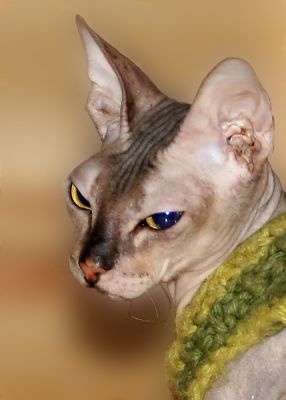 Египетская красавица кошка сфинкс лысая голая донской